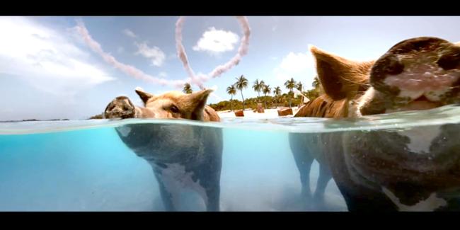 Swimming Pigs