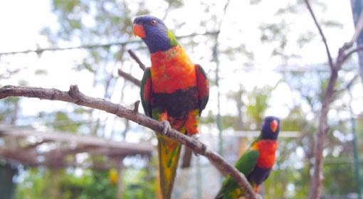 Birds on a branch 